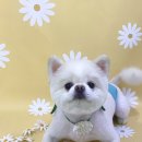 멍멍이 미장원 이미지