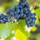 포도나무 이미지