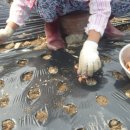 상미농장 이미지