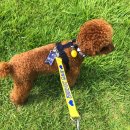 딩가댕댕 이미지