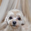 새침하개멍 이미지