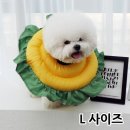 펫하우스 이미지