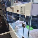 마포고양이도레미캣 이미지