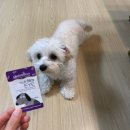 (주)아이케어 | 강아지 눈물 영양제 추천! 펫햄프 아이케어 나노필름 급여 후기