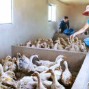 마정농장 이미지