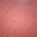 카페 데이지 이미지