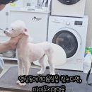 마이온리댕댕