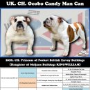 포켓불독 이미지