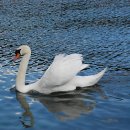 백조농장 이미지