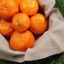 이마트24 재송센트레빌점 | 겨울 장보기 쑥 레드향 이마트 할인