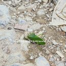 렛촌치킨 | 보라카이치킨 #치치보라카이 #치치자유여행사 #치치지...히든밸리후기 #보라카이계곡 #보라카이맛집