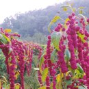 맨드라미농장 이미지