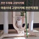 금고양이 | 천안고양이카페 추천 두정동 야옹이네 고양이카페 천안직영점 방문후기