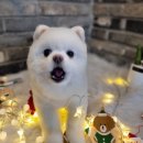 오도독뽀도독 이미지