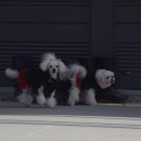 다문카센타