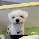 순댕이샵 이미지