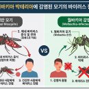 유전자 변형 모기 이용, 전염병 차단 이미지