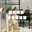 앵무새카페리프패럿분당