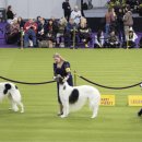 멋진강아지 이미지