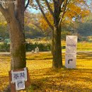 의정부 녹양동 대형 야외 디저트카페 포어레스트 단풍 숲뷰 후기