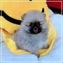 티나펫 강아지분양 고양이분양 전주본점 | 펫365 강아지분양 고양이분양 솔직 후기! 전주에서 반려동물 찾을 땐 여기가 딱이에요