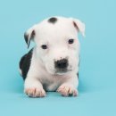 아이러브 동물병원 이미지