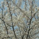 인천 대공원 벚꽃 축제(4뤟7일 - 4월 15일) 이미지