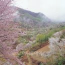 (주)산야초로 | 관광공사 추천 4월에 가볼만한곳