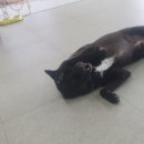 베콩스 이미지