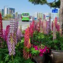 대구역네거리 교통섬 이미지