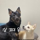 댕마트 네이버블로그