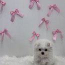 바른 애견 이미지