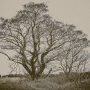 고목목장 이미지