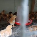 노란병아리 이미지