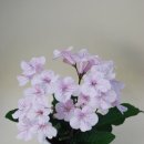 코튼캔디 이미지