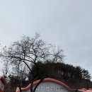 온천로(도산면) 네이버블로그