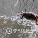 부안꽃게1 이미지