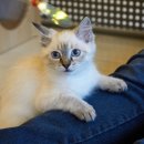 고양이카페38.5 이미지