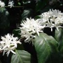 산호세 농장 이미지