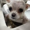 댕이발소 이미지