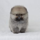 엘리시안퍼피 이미지