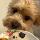 모쿠, 또모쿠 이미지