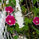 나팔꽃 Ipomoea nil (L.) Roth [(메꽃과) ＞(나팔꽃속)] 이미지