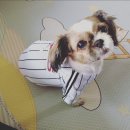 트윈스동물병원 이미지