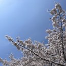 오송호수공원 벚꽃 개화, 주차장 정보, 근처 오송숯불닭갈비 고구려(feat.꼬치어묵무한)