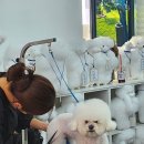 애견미용 이미지