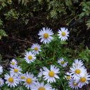 산사랑산약초 이미지