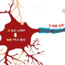 피케이네트워크