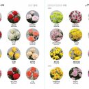 장미유통 이미지