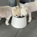 먹고놀개 이미지